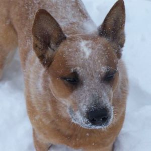 Meet your Posher, Corene